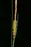 Upright sedge